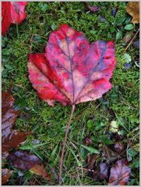 Intense color.  Red leaf on moss.  Nature photography.