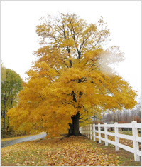 Buttery yellow and orange foliage on a country road in Litchfield County Connecticut.
