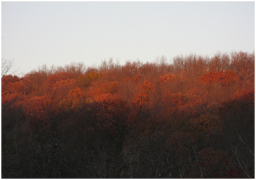 The orange glow of foliage in Litchfield Connecticut