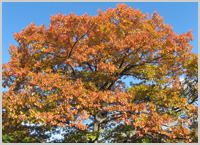 Brightly colored oak tree foliage.