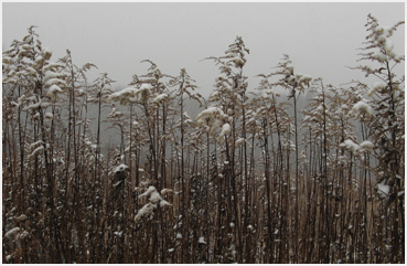 Snow falling on browned weeds.