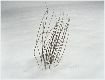 Dry brown stems emerge from an expanse of snow.