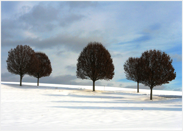 Trees standing in the freshly fallen snow.