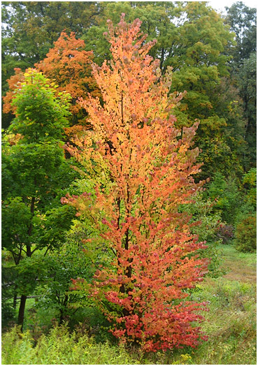 Brilliant tree on the road to Norfolk, CT.