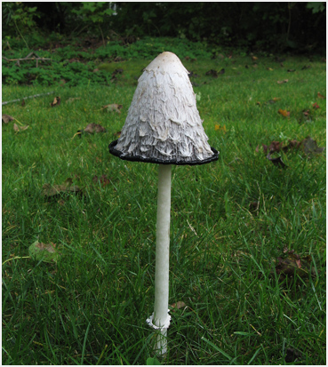 Mushrooms after the rain in Litchfield, CT.