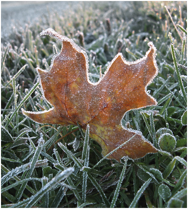 Frost on leaf.