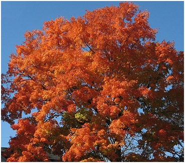Maple with vivid red.