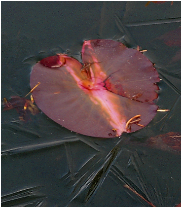 Ice forming on a pond.