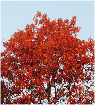 Red leaves at sunrise.