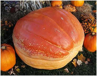 Huge squash.