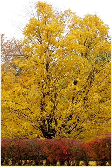 Yellow leaves.