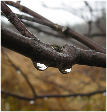 Drops of water on twig.