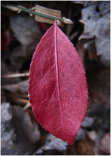 Last leaf.