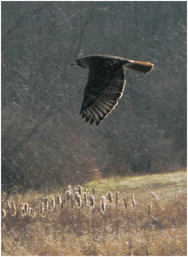 Red-tailed hawk.