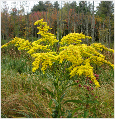 Goldenrod in a meadow.
