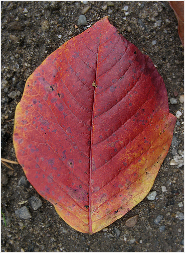 Autumn leaf.