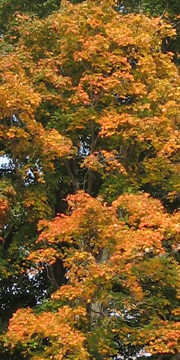 Fall Foliage in Litchfield Connecticut 2011