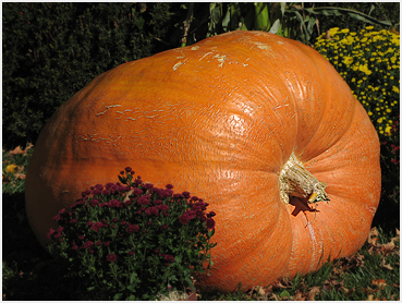 Extra-large pumpkin.