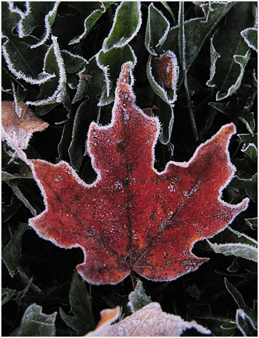 Frost on autumn maple leaf.