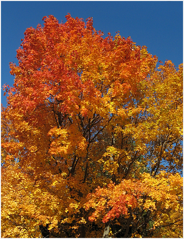 Brilliant autumn tree colors.