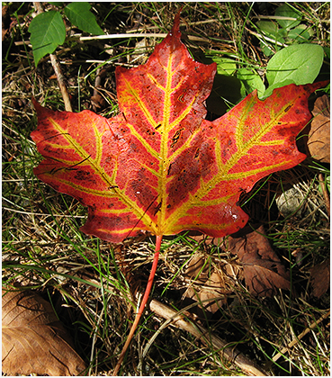 Early Autumn Foliage