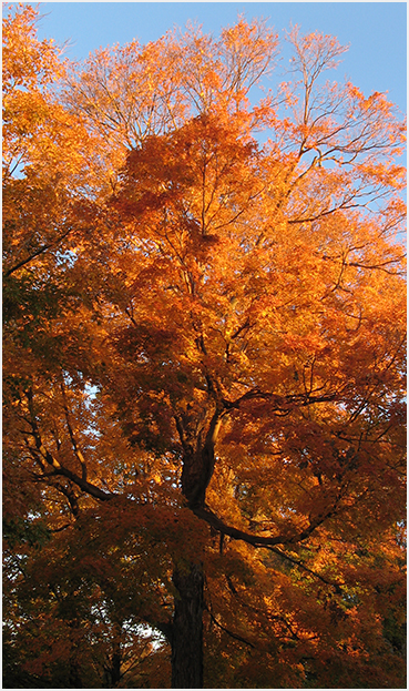 Orange maple fall foliage.