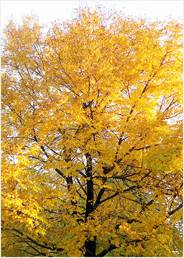 Bright maple fall foliage.