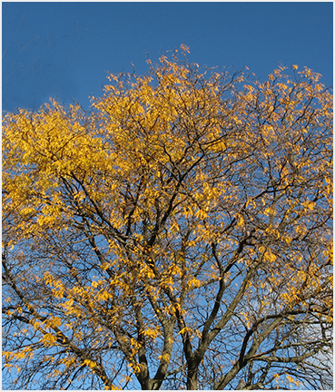 Yellow leaves.