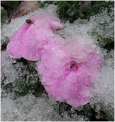 Snow and sleet on flowers.