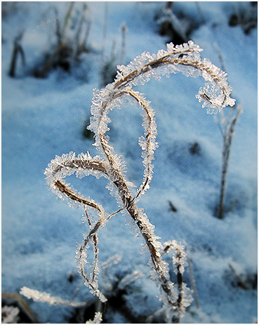 Frost on weeds.