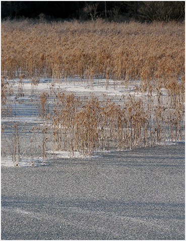 Snow on wetland area.