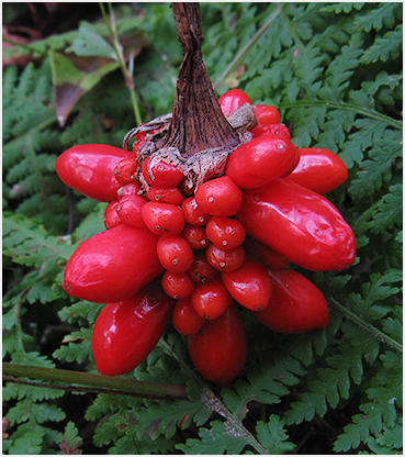 Jack in the pulpit.