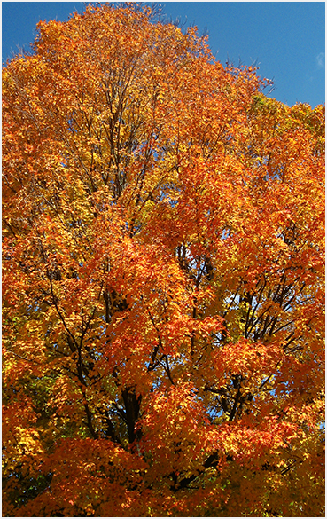 Foliage.