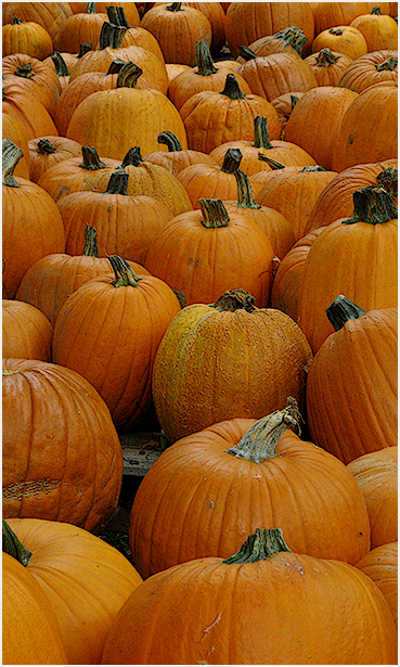 Pumpkins.