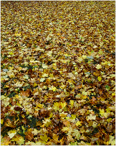 Leaves on the ground.