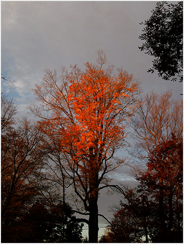 Foliage.