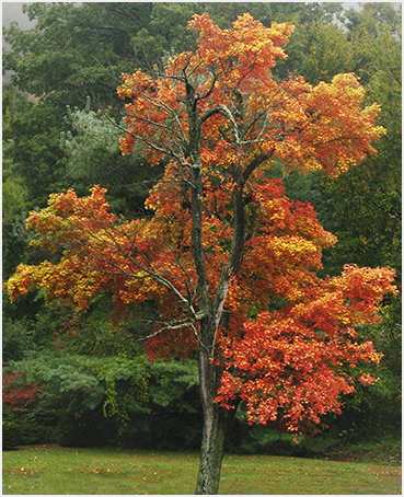 Fall foliage.