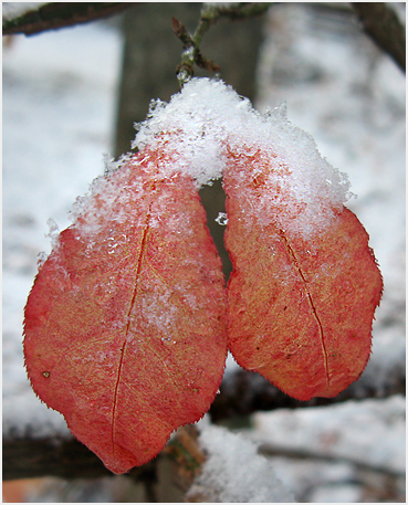 First snow.