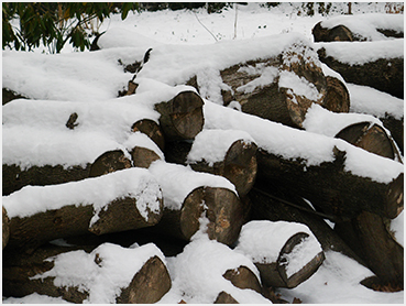 Logs.