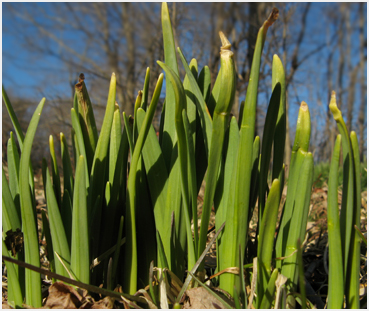 Daffodil.