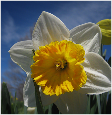 Daffodil.