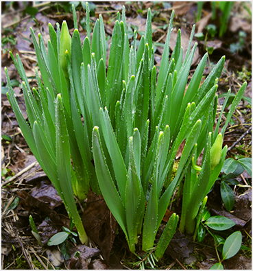 Daffodil.