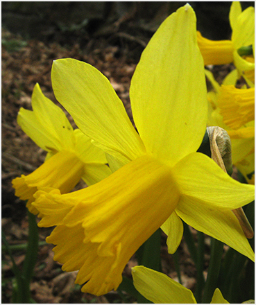 Daffodil.