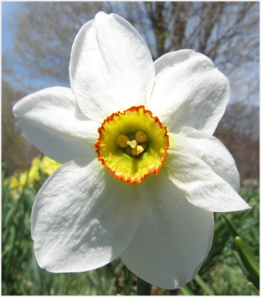 Narcissus in bloom.