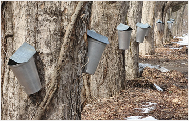 Maple trees in Litchfield, CT