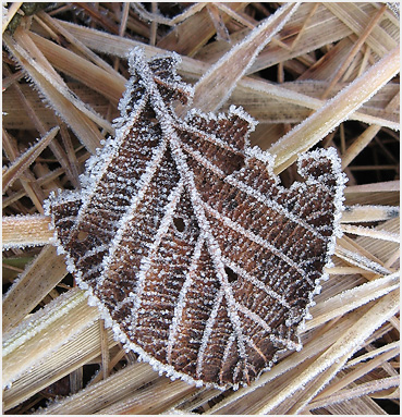 Frost on a leaf.