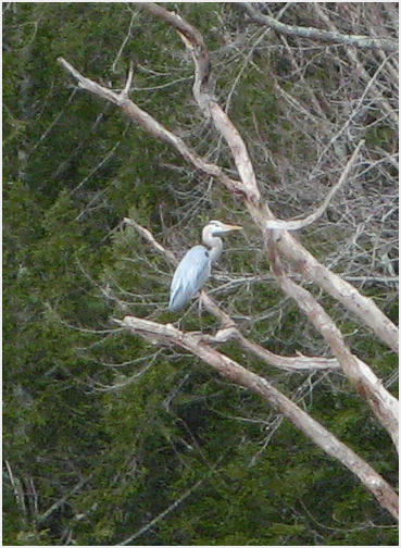 Blue Heron.