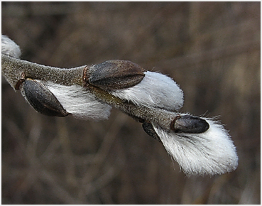 Downy buds.