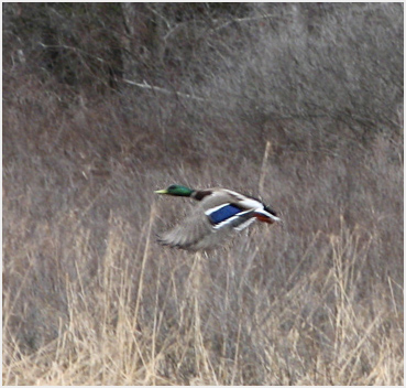 Duck in flight.