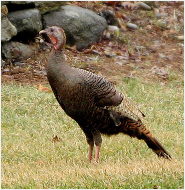 A moist turkey.